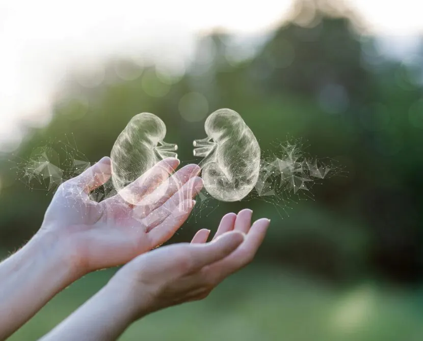 A pair of hands held open outdoors with digital, semi-transparent kidney illustrations hovering above them, symbolizing kidney health and diabetes in women 2026. The background features blurred greenery for a hopeful, natural setting.